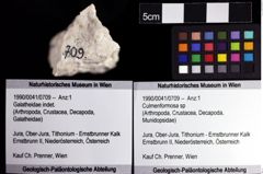 Foto (Objket + Etiketten) von Culmenformosa sp 